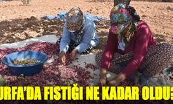 Urfa'da fıstık ne kadar oldu?