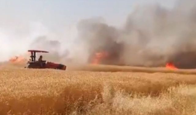 Harran 170 dönümlük buğday tarlası kül oldu
